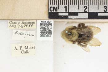 Media type: image;   Entomology 804665 Aspect: labels